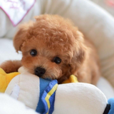 SweetTeddy™ | Mini puppy - Een realistische huisdierervaring